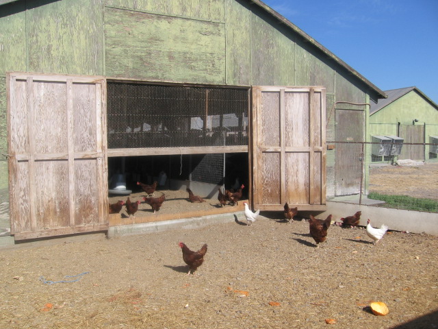 Field of Greens chicken barn