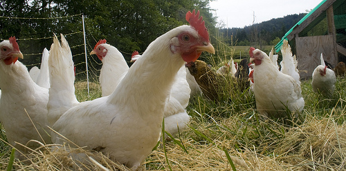 Free Range Chickens by woodleywonderworks
